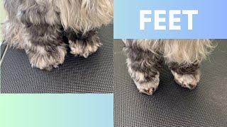 FEET | THE BASICS | DOG GROOMING