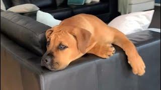 Adorable Boerboel Pup Sully when we got Him at 4 months #shortvideo #boerboel #cute