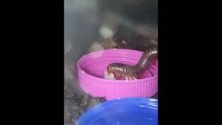 American Giant Millipede Loves Rice! 