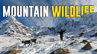 Searching UK Mountains For Rare Wildlife