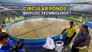 Circular Ponds, Biofloc Technology - Pangasius, Tilapia, Sea Bass Farming