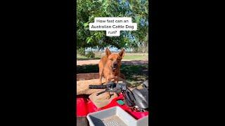 How fast can an Australian Cattle Dog run?