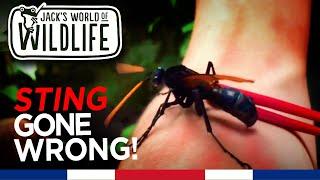 Tarantula Hawk Wasp Sting GONE WRONG!!