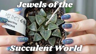 Haworthia Collection Video | 8 Haworthia Hybrids + Window Haworthia Care Tips