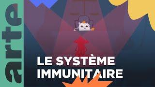 Comment fonctionne le système immunitaire de notre corps ? |  | Vos questions  | ARTE Family