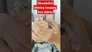 SIKUCING KAMPUNG BARU LAHIRAN#kucinglucu #kucing