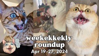 ekekekkekkek compilation - Cat Chirps, Chitters & Clicks (Weekly Roundup: Apr 19-27, 2024)