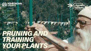 Pruning and Training your Plants with Swami Select | How To Grow Cannabis Outdoors EP7