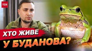 Неймовірно! Хто живе в акваріумі у Буданова? Керівник ГУР показав своїх тваринок!