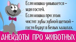 Анекдоты про Животных: про Кошек и Собак, про Попугая. Короткие юморные фразы в Картинках