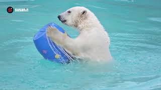 В ижевском зоопарке отпраздновали день рождения белой медведицы