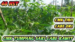 BUDIDAYA CMK TUMPANG SARI CABE RAWIT ORI 212 METODE PROFESOR CABE USIA 40 HARI - CMK TAVI CABE ORI