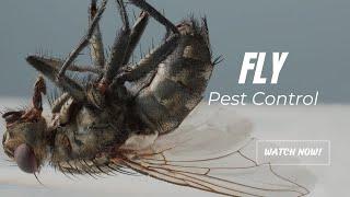 "Mastering Fly Pest Control: Effective Strategies & Tips"