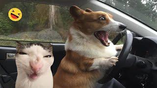 Funny Dogs And Cats Videos 2024  - Best Funniest Animal Videos Of The week #11