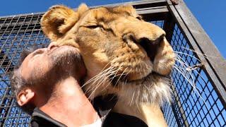 Forming A New Lion Pride | The Lion Whisperer