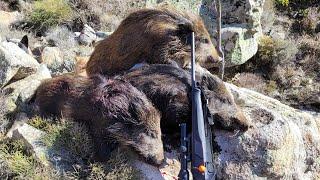 Chasse aux sangliers en Corse à Tox 107 triplé presque quadrulé