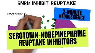 2-Minute Neuroscience: Serotonin-Norepinephrine Reuptake Inhibitors (SNRIs)