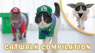 2 Cats in 6 DIY Cat Costumes Does Catwalk | Star Wars, Super Mario, Pirates of the Caribbean and 007