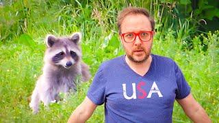 Let's Talk About American Raccoons