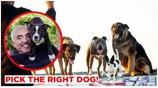 HOW TO PICK THE RIGHT DOG FOR YOU! BY CESAR MILLAN!