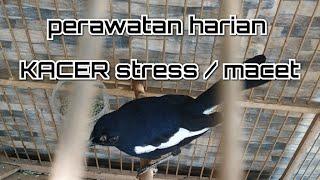 perawatan burung kacer stress / macet / bisu