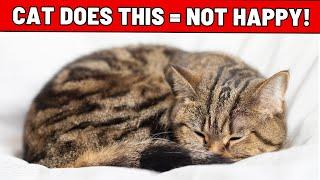 8 Unmistakable Signs Your Cat Is Unhappy - Never Ignore!