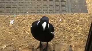 AUSTRALIAN WILDLIFE: MAGPIE vs CURRAWONG.