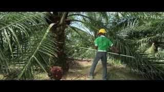 Superior oil palm semi-clonal seeds, AA Hybrida IS