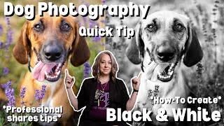 DOG PHOTOGRAPHY:  Quick Tip!!  Black and White photography, HOW-TO cell phone tips