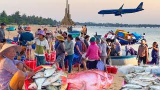 Làng Chài Đẹp Nhất Thành phố Tuy Hoà Phú Yên ║Chợ Hải Sản Cá Tươi Giá Rẻ Thân Thiện