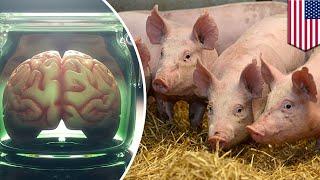 Pig brains kept alive outside the body for 36 hours - TomoNews