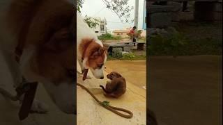 My Home Dog Bangaram #bassboosted #funnyshorts