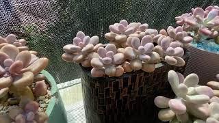 How to care for Succulents :Graptopetalum Amethystinum