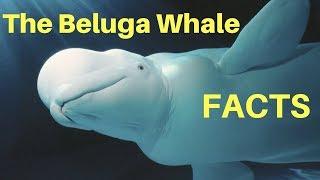 Facts: The Beluga Whale