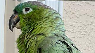 What Is The Hardest Thing About Having An Amazon Parrot ? | #parrot_bliss #parrot