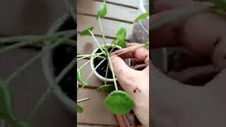 Çin para çiçeği bakımı (Pilea Peperomioides)