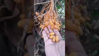 Dates picking #nature #dates #khajuri #datesfruit #datesfruits #nature #fruit #fruits #fruitpicking