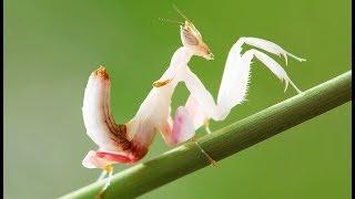 Orchid mantis : the deadliest imposteur