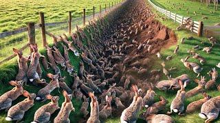 281 Million Wild Rabbits Destroy Farms And How Australian Farmers Deal With Them