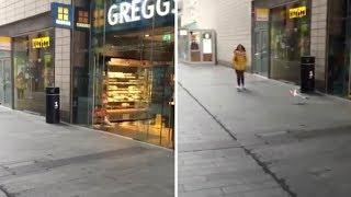 Hilarious Moment Seagull Steals Crisps From Shop