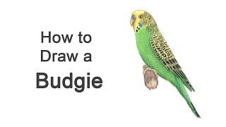 How to Draw a Budgie (Parakeet)