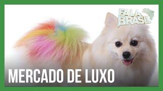 Mercado de luxo para pets cresce e procedimentos chegam a custar R$ 2 mil