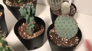 Cacti collection Update February 2019