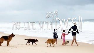 Listening to My Dogs, Creating Peace & Harmony, My Diaries | A Life Gone to The Dogs VLOG | The Farm