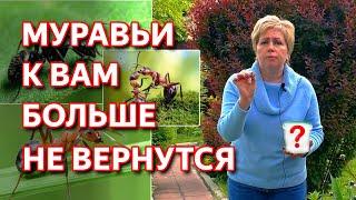 Как избавиться от муравьев на участке. Дешевый и простой способ.