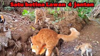 Satu Betina Lawan 4 Jantan | Suara kucing lucu