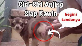 CIRI CIRI ANJING BETINA SIAP DIKAWINKAN