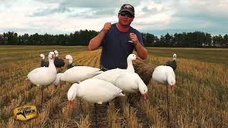 Light Weight EVAC Snow Goose Fullbody Decoys | White Rock Decoys