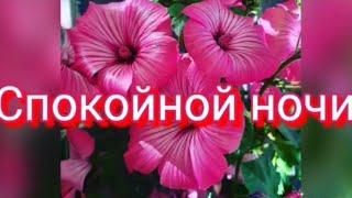 Спокойной Ночки! Сладких Снов! Доброй Ночи!