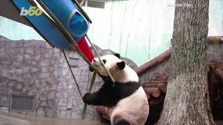 A Panda at a Russian Zoo Has an Out-of-This-World Experience With a Bamboo Rocket Ship!